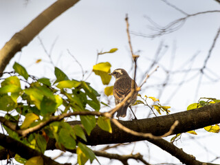 木の枝にとまるツグミ