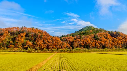 Fotobehang Oranje 秋の田んぼと紅葉の山　日本の原風景  © Yuuki Kobayashi
