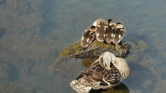  small funny ducklings are freezing on a stone in sea water, near their mother, top view
