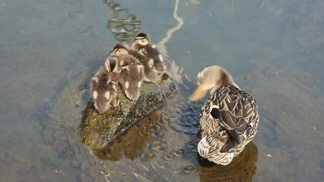 small wild ducklings warm themselves on a stone near their mother, top view