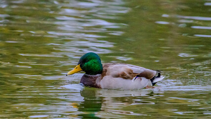 雄のマガモ　野鳥　バードウォッチング