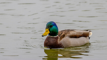 マガモ　野鳥