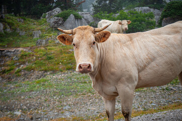 Fototapeta na wymiar Pyrenean cows in the Navarrese Pyrenees, Spain