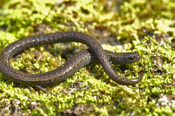 Closeup on a Californian Santa Lucia Mountains slender salamander, Batrachoseps luciae, sitting on a moss covered stone