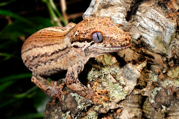 Höckerkopfgecko // New Caledonia Bumpy Gecko (Rhacodactylus auriculatus)