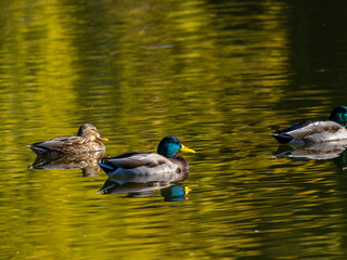 池を泳ぐマガモ