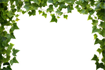 Ivy plant leaf frame isolated on white background. generative ai. - obrazy, fototapety, plakaty