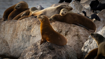 Seal Lions resting on rocks