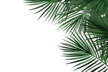 palm leaves isolated on a white transparent background. generative ai.