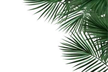 palm leaves isolated on a white transparent background. generative ai.