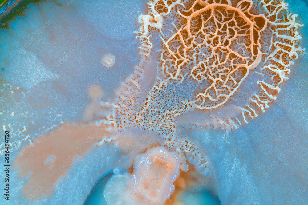 Poster colonies of bacteria and microorganisms on the surface of agar and wind during microbiological analysis in a scientific laboratory