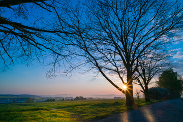 Fototapeta na wymiar A calm dawn in a tranquil green landscape with a bare tree.