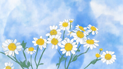 Daisy flowers on a blue sky background - obrazy, fototapety, plakaty