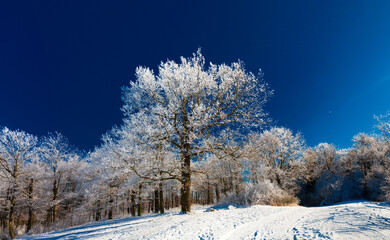 winter trees covered with frost in a snowy landscape