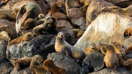 Seal Lions resting on rocks