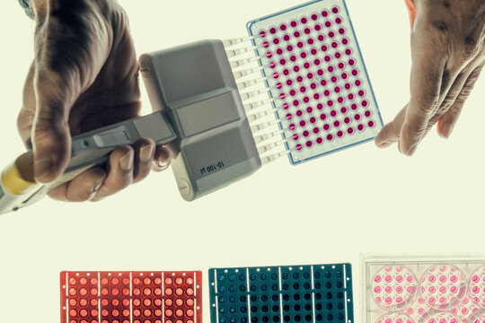 Scientist using micropipette or multi pipette in sample preparation for bioassay of in vitro cells on microplate, 96 well.