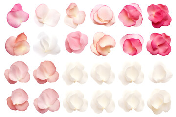 Set of white and pink rose petals. generative ai.
