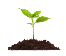 Young plant growing from soil isolated