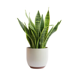 Photo of snake plant in flowerpot isolated