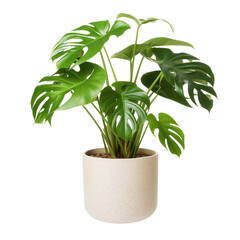 Photo of swiss cheese plant in flowerpot isolated