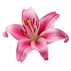 Photo of lily flower isolated