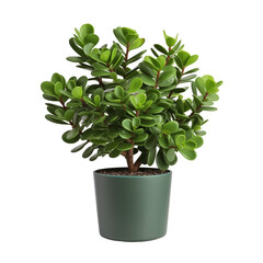 Photo of jade plant in flowerpot isolated