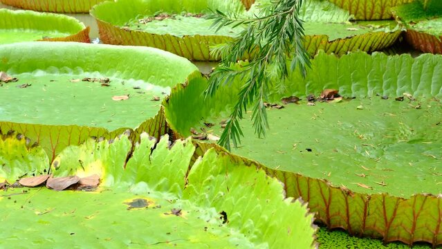 Large, pale green lotus flowers in a pond at the park when it's about to rain.
