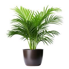Photo of areca palm plant in flowerpot isolated