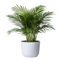 Photo of areca palm plant in flowerpot isolated