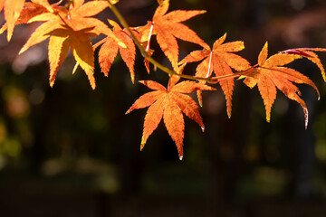 紅葉したカエデの葉のクローズアップ