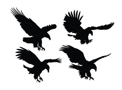 Set silhouettes of wild eagles in flight.
