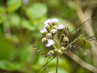 Fototapeta premium Ageratum houstonianum.