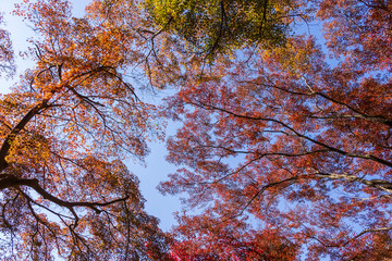 紅葉したカエデの葉のクローズアップ