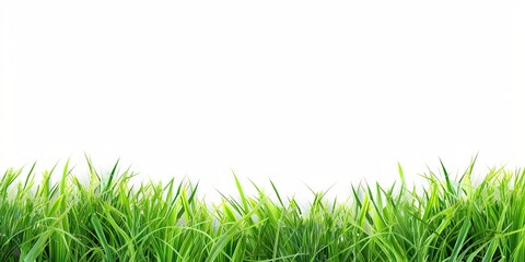 Lush greenery. Vibrant grass and nature bounty in summer garden. Nature canvas. Close up of healthy in fresh field. Botanical harmony. Beautiful white flowers adorning green summer meadow