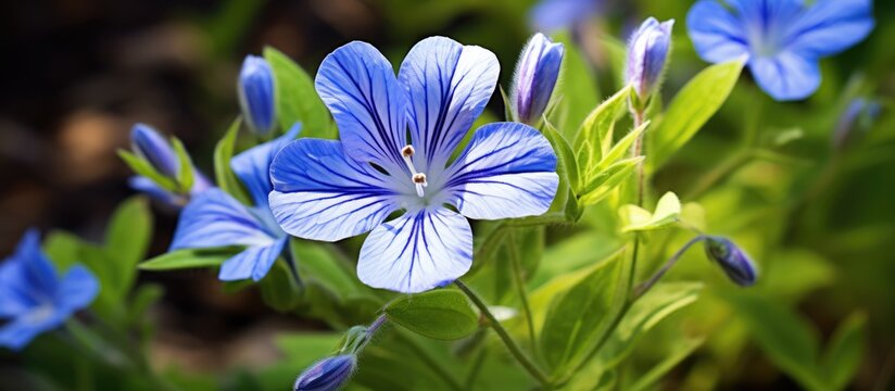 Blue blossom wildflower, also a freemason symbol.