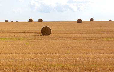 Fototapeta premium Round haystacks in a field