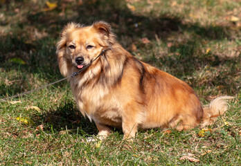 Portrait of a dog on green grass in the park
