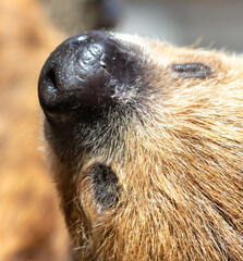 Portrait of a sloth in the zoo