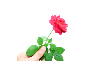 Man's hand holding red rose isolated on transparent background. png file