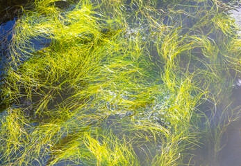 Green algae in the river as a background