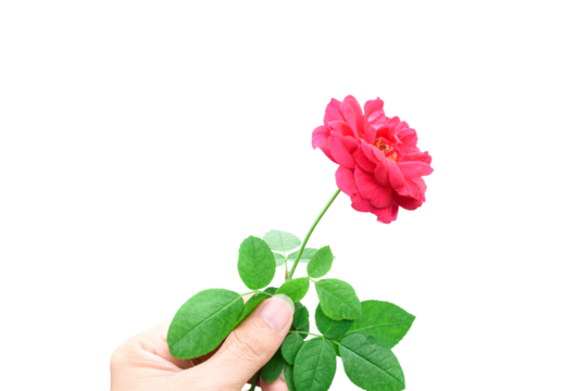 Man's hand holding red rose isolated on transparent background. png file - Powered by Adobe