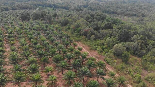 Aerial view of palm oil plantation at Belitung Indonesia during daytime