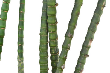 Branches of bamboo isolated on transparent background.