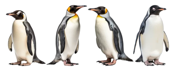 Fotobehang A penguin on white background © twilight mist