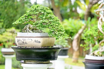 Fotobehang Bonsai tree place at the garden in close up © Wayan Suarnaya