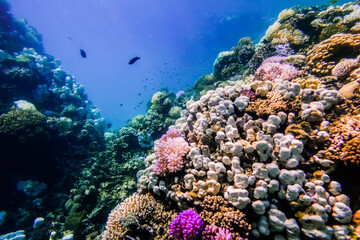 coridor through a coral reef during snorkeling in marsa alam egypt