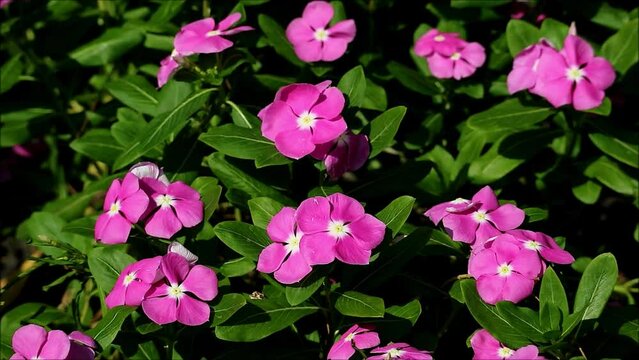 Footage of Bunches of Purple Pink Madagascar Periwinkle Blooming in the Sunlight