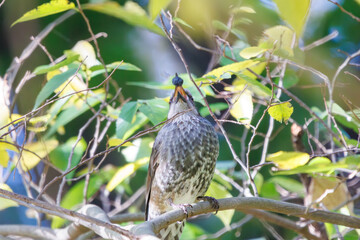 木の実を食べる可愛いヒヨドリ（ヒヨドリ科）。

神奈川県横浜市鶴見区、三ツ池公園にて。
2023年11月18日撮影。

Lovely Brown-eared Bulbul (family Chickadees) eat nuts.

At Mtsuike Park, Tsurumi-ku, Yokohama, Kanagawa, Japan.
Photo by November 18, 2023.