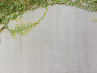 Green plants growth on the grey wall background