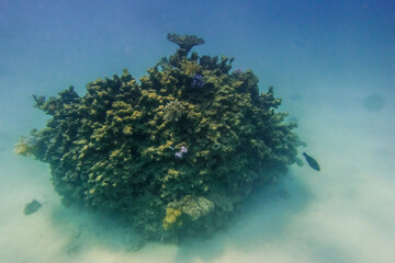 little coral reef on the ground during diving in the red sea egypt